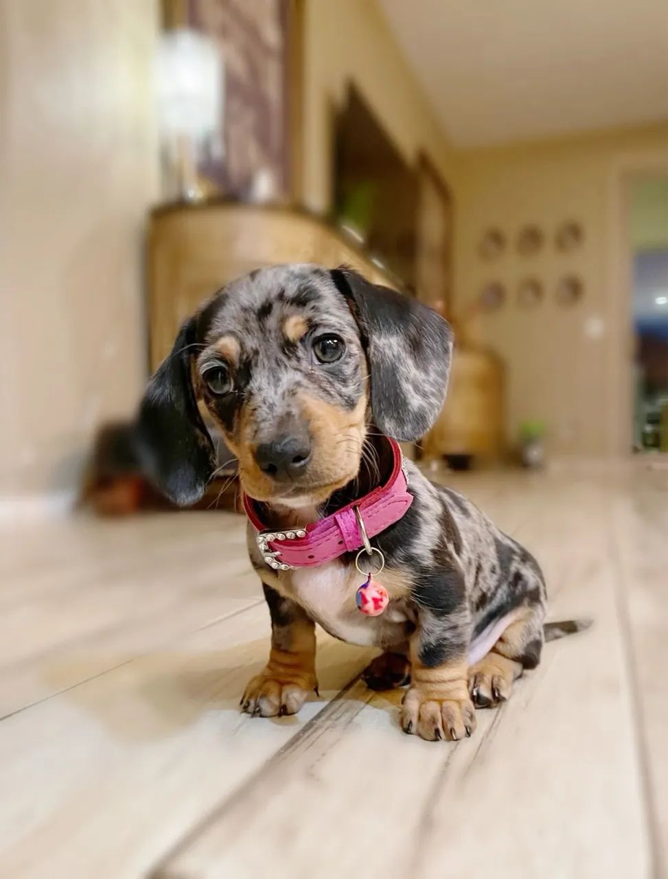 Fêmea de Daschund Mini Disponível  - Foto 3