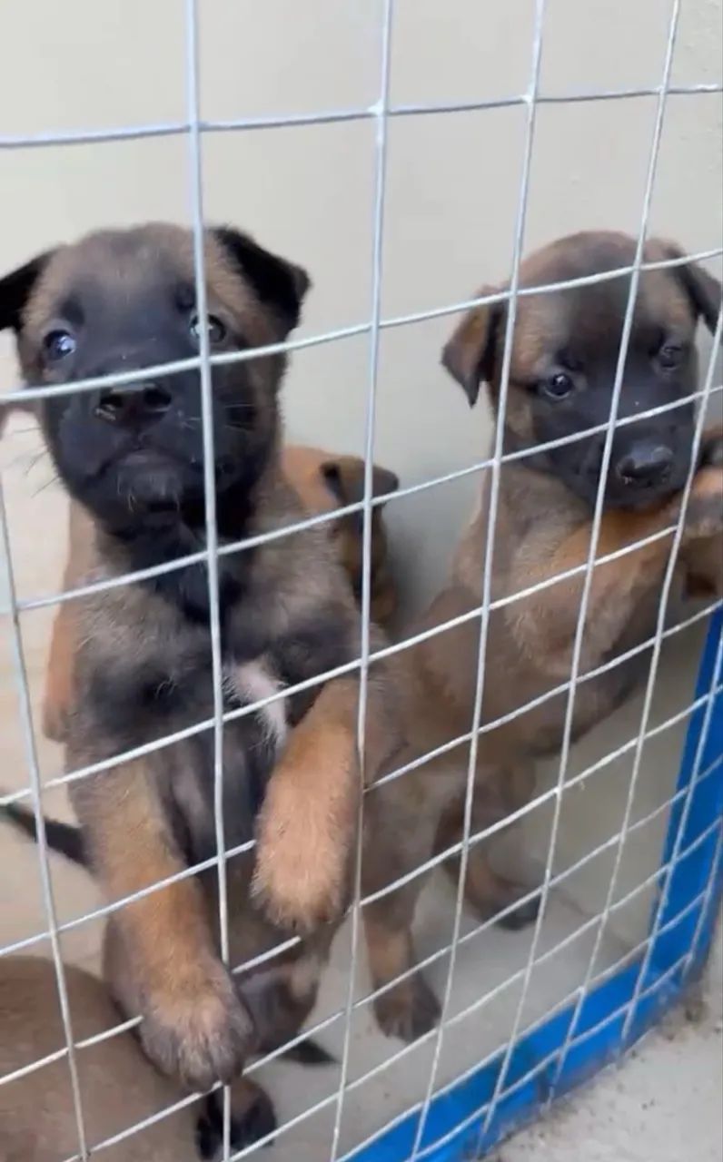 Pastor Malinois - Foto 2
