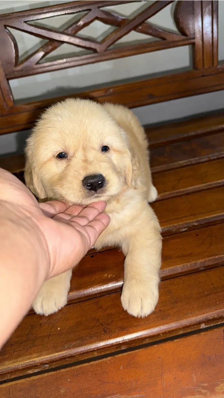 Filhotes de Golden Retriever com Pedigree 