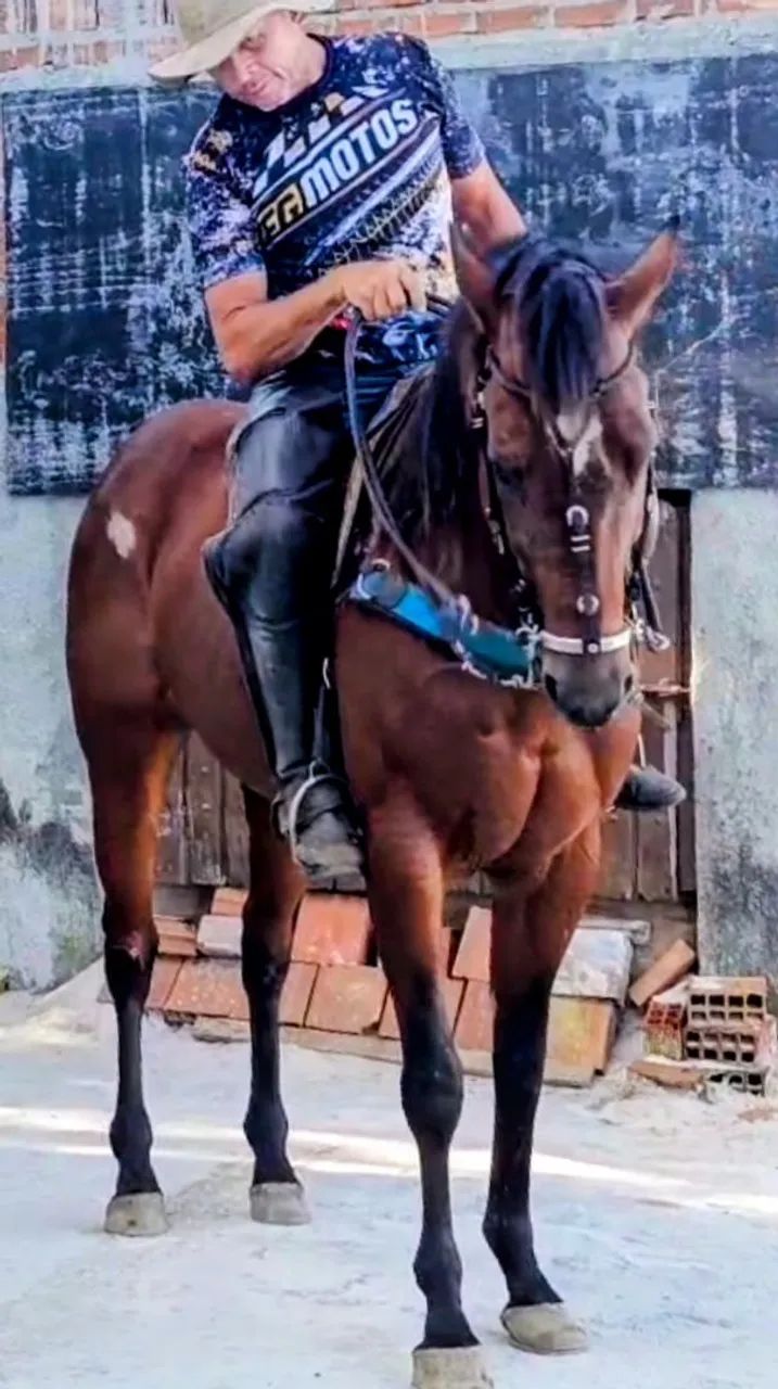 Vendo, Cavalo correndo de esquerda  - Foto 2