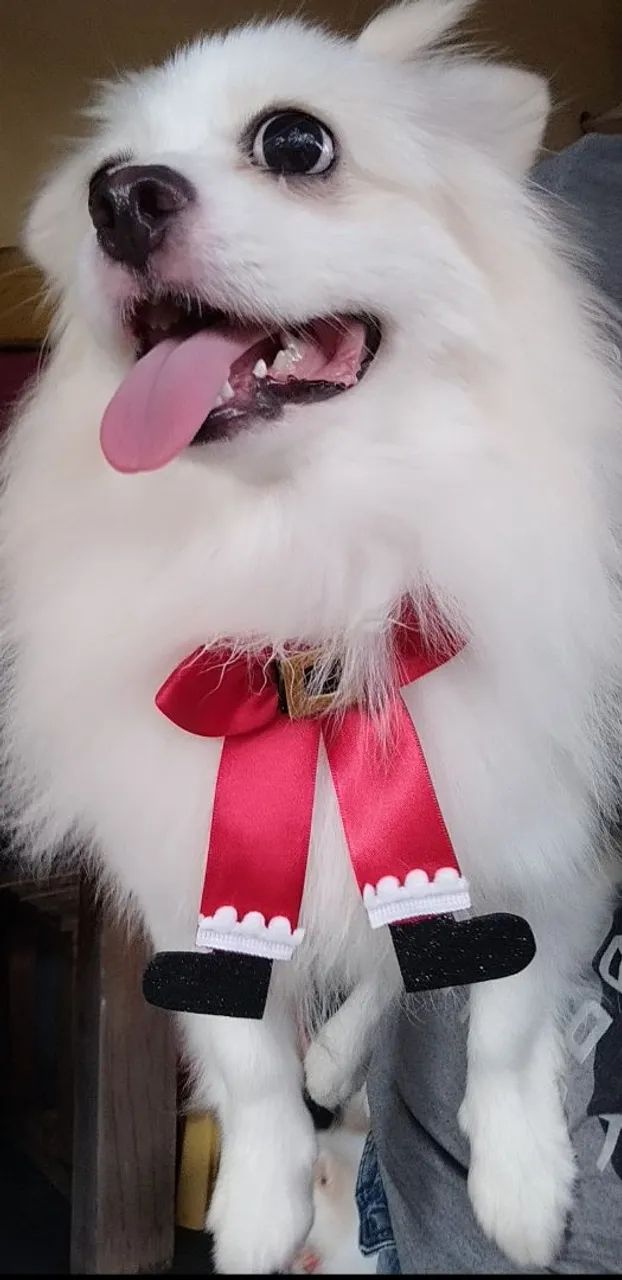 Spitz alemão fêmea  - Foto 3
