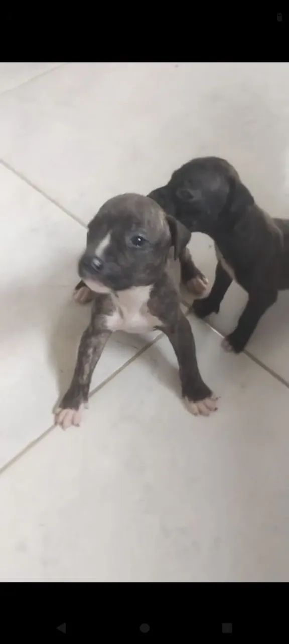 pit bull 