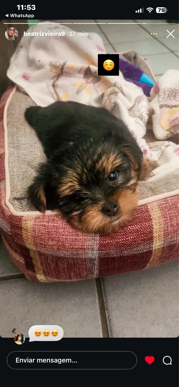 Cachorro a venda 