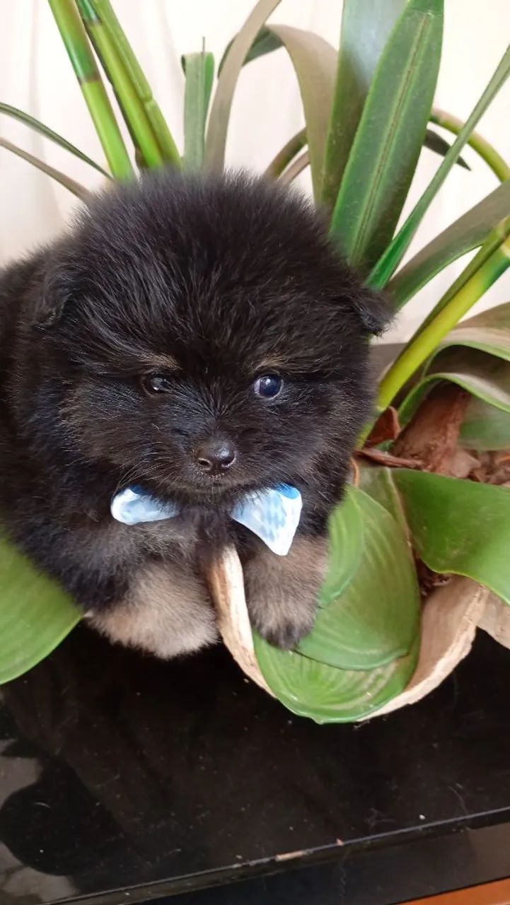 Que lindo macho ?