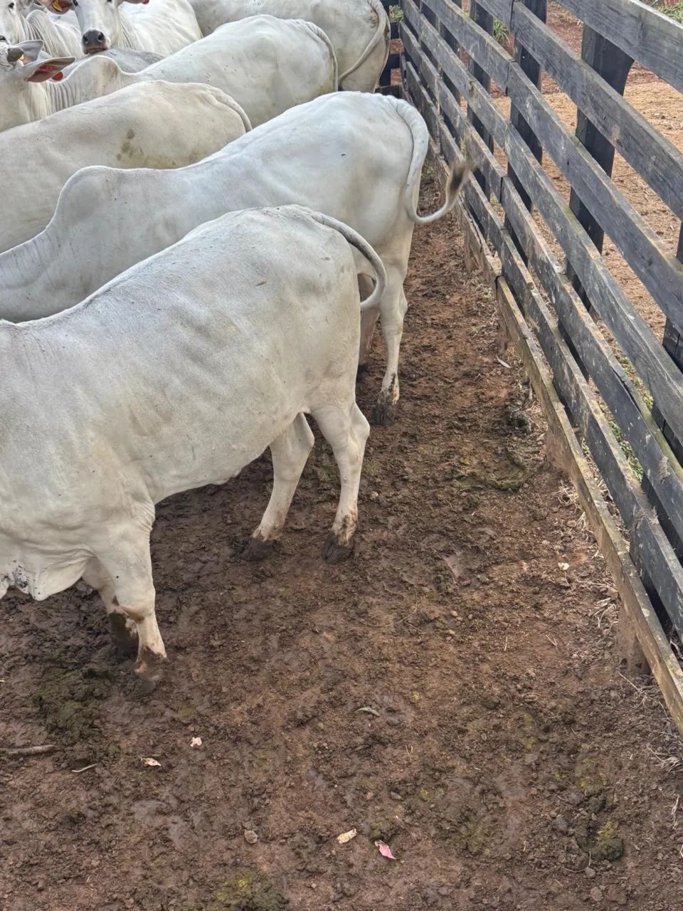 30 vacas tabanel entouradas de qualidade  - Foto 3