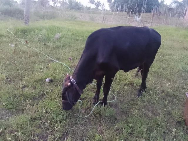 Bezerra - Foto 3