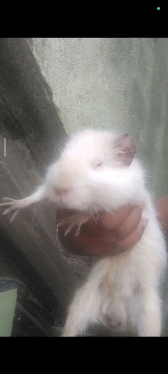 Porquinho da índia  - Foto 4