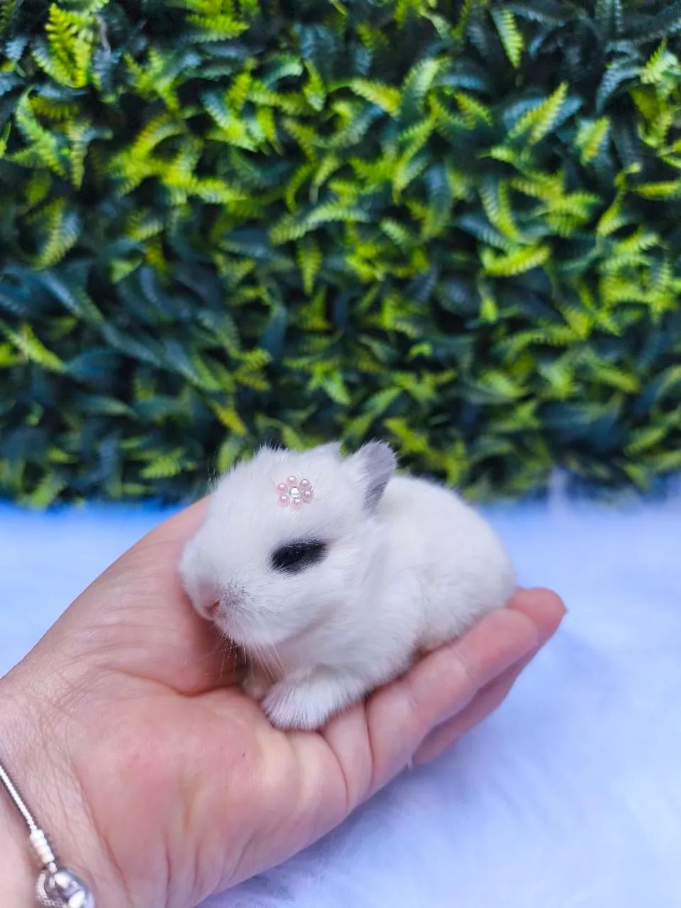 Coelho anão Raça Netherland Dwarf  - Foto 2