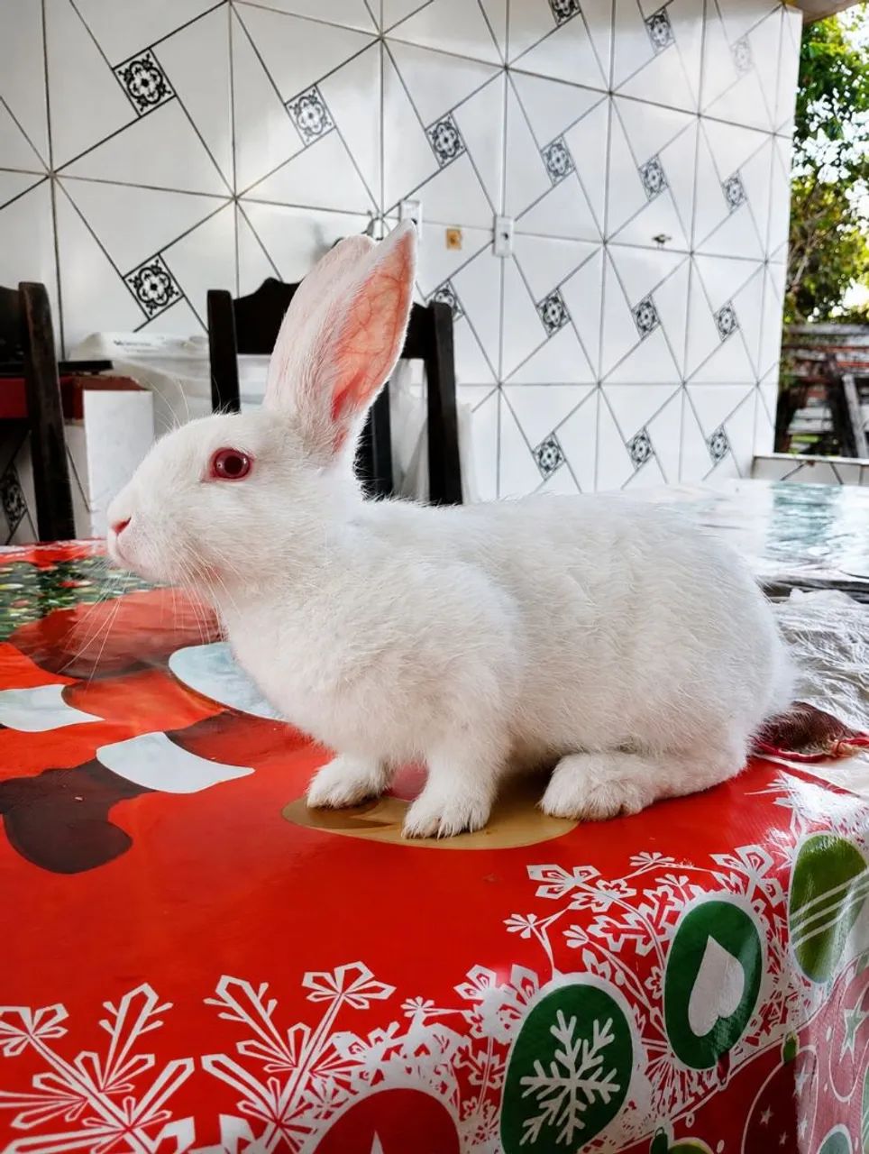 Procuro um parceiro para cruzar  - Foto 3