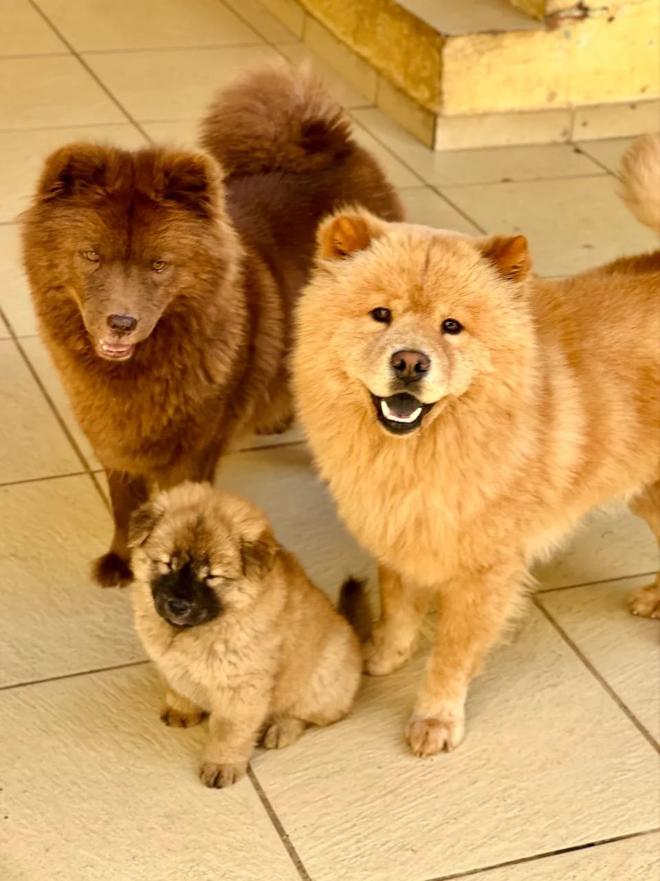 FILHOTE DE CHOW-CHOW