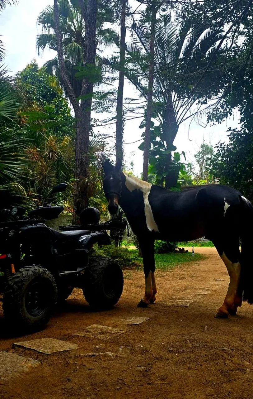 Vendo Cavalo Mangalarga - Foto 5