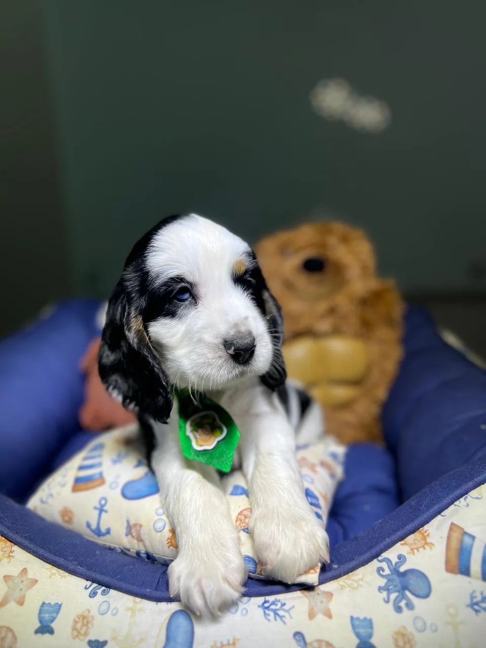 Filhotes de Cocker Spaniel 