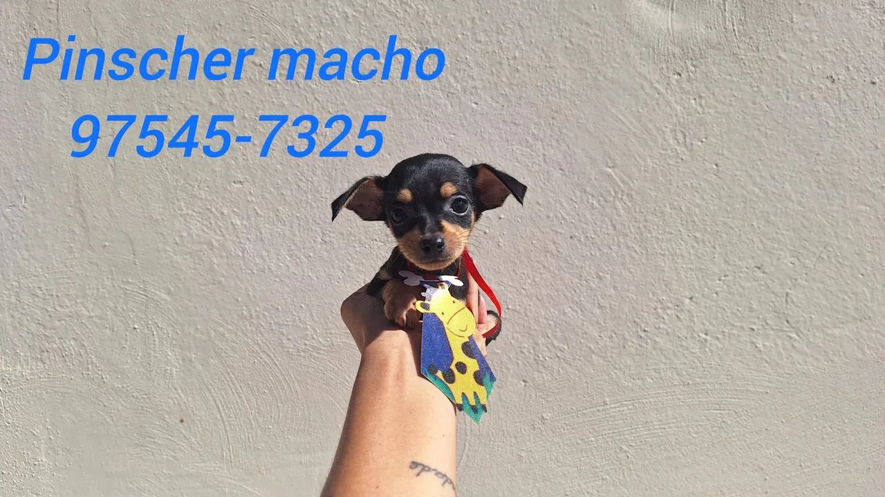 Pinscher mini macho