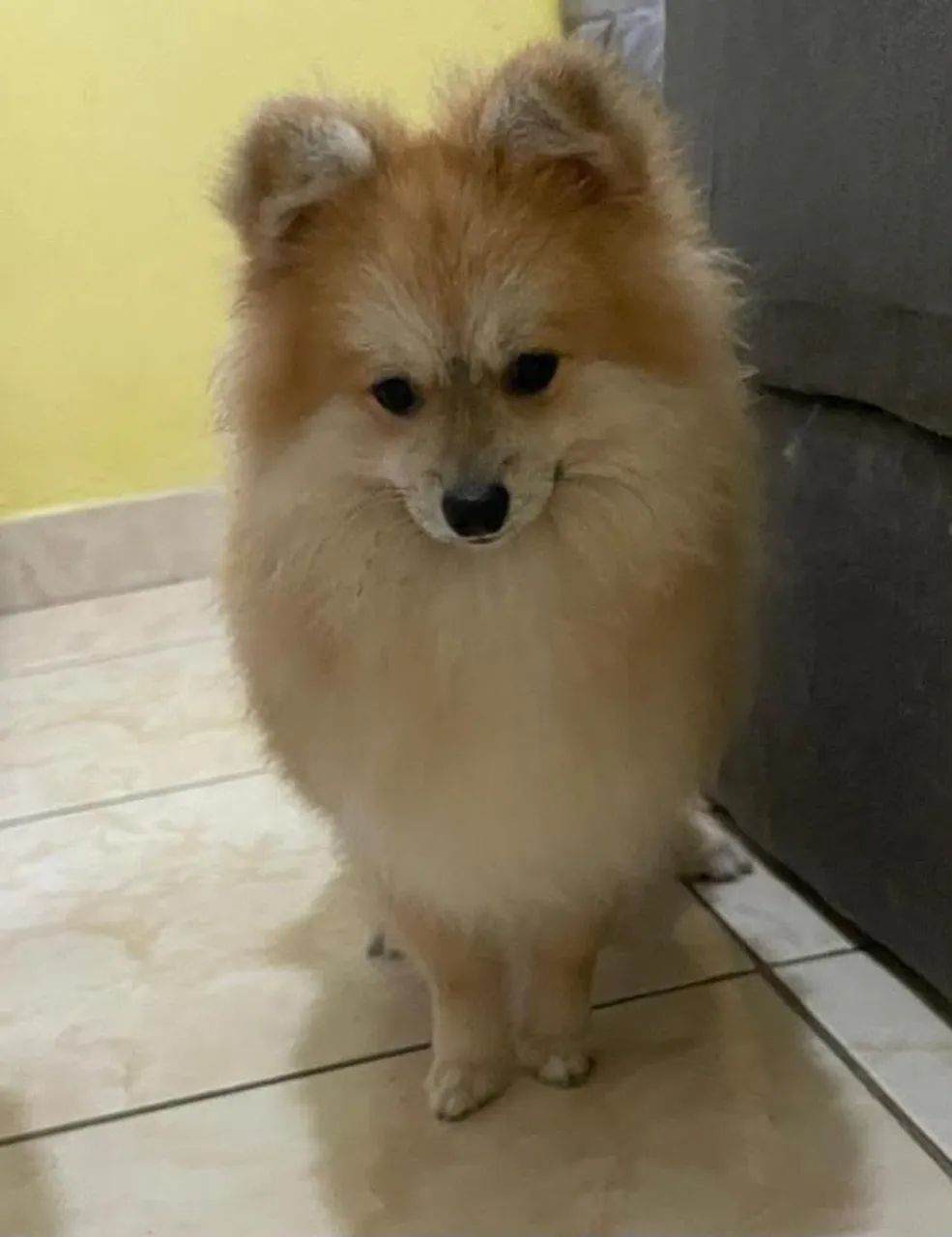 Cachorro  - Foto 5