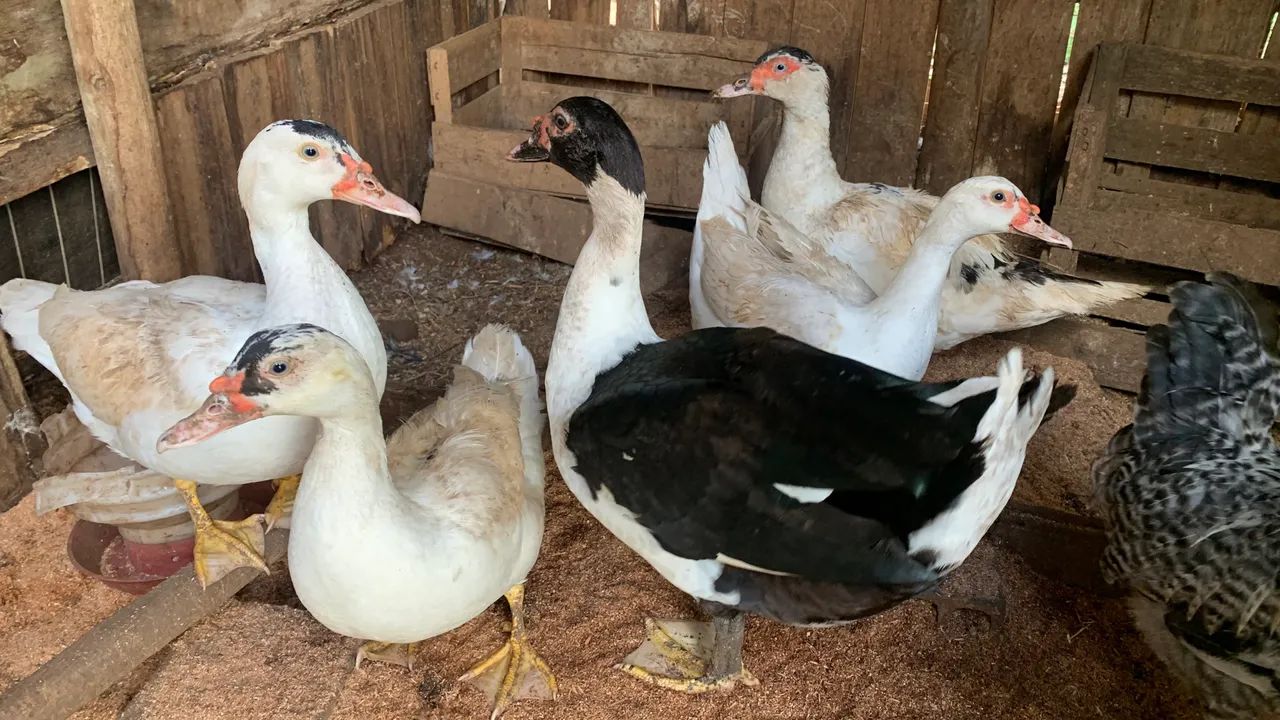 Patas e patos  - Foto 5