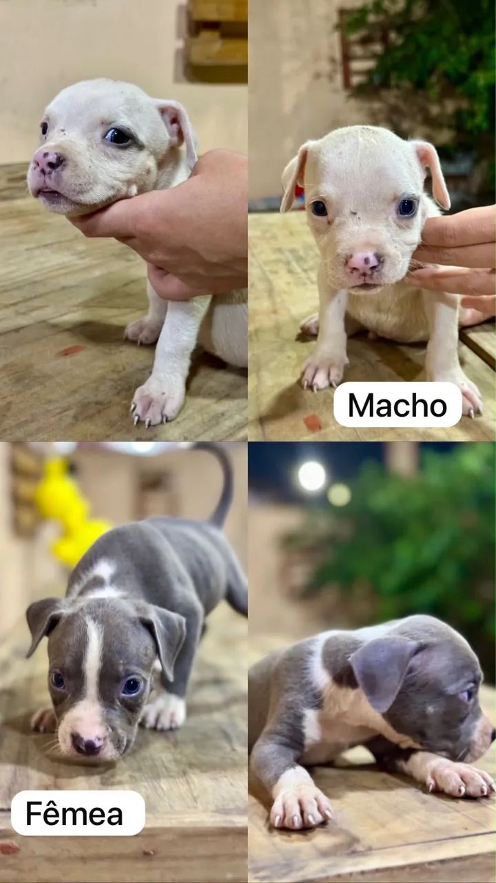Filhotes American Bully  - Foto 4
