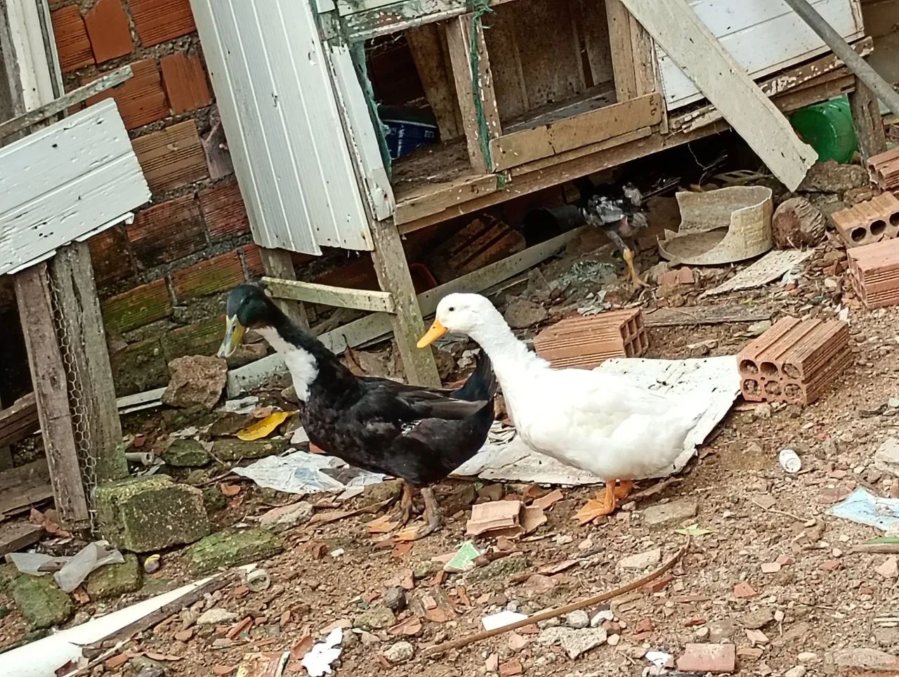 A venda - Foto 4