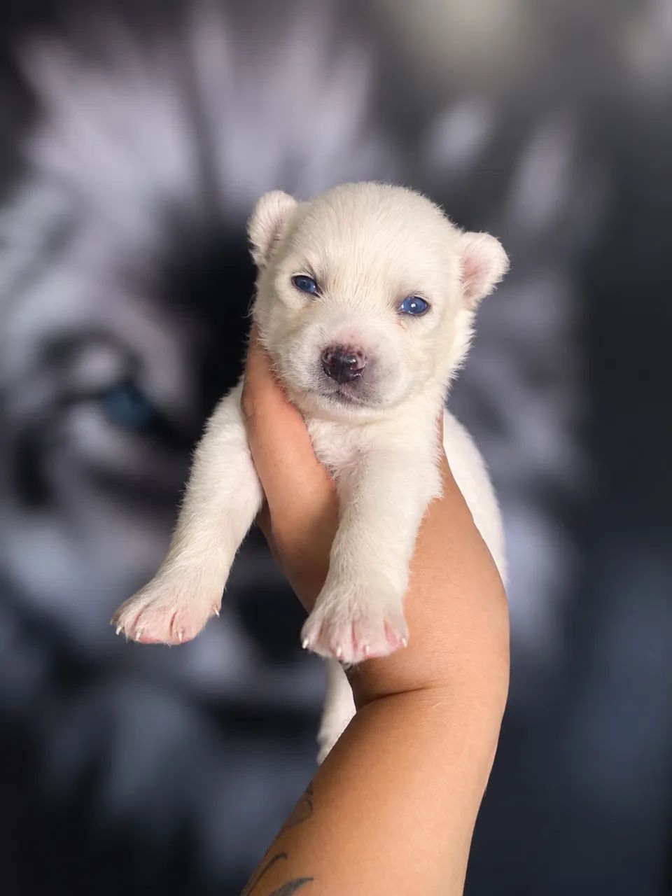 HUSKY SIBERIANO  - Foto 2