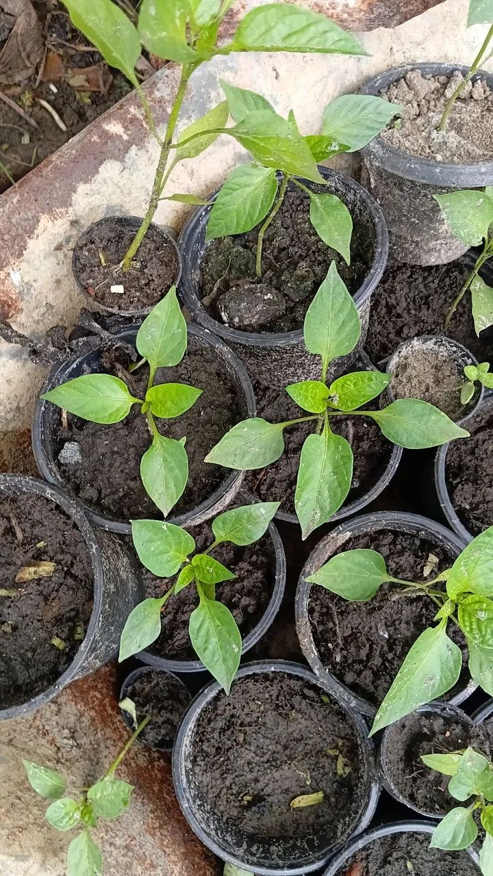 Hortaliças  - Foto 3