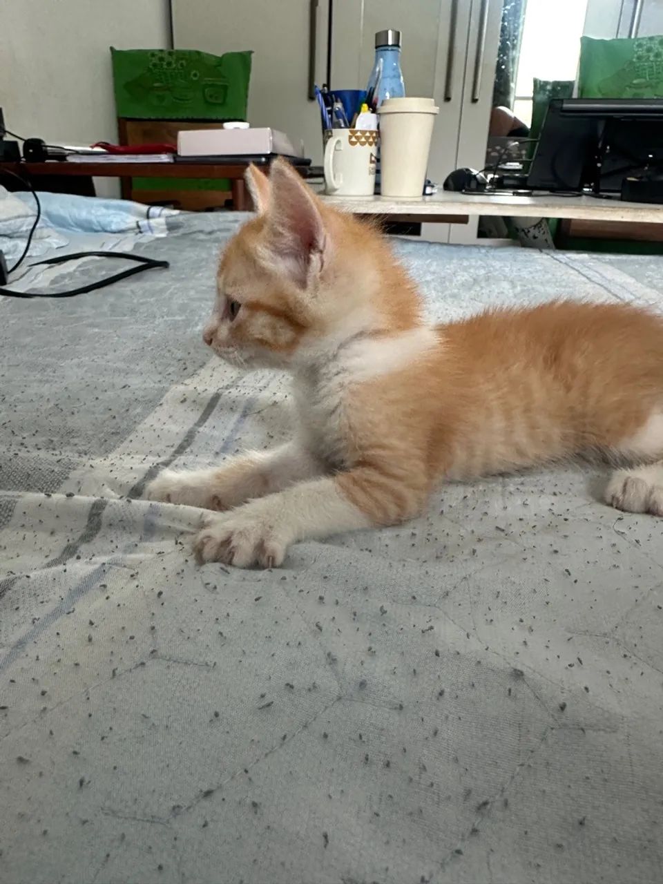 Gatinho laranja - Foto 4