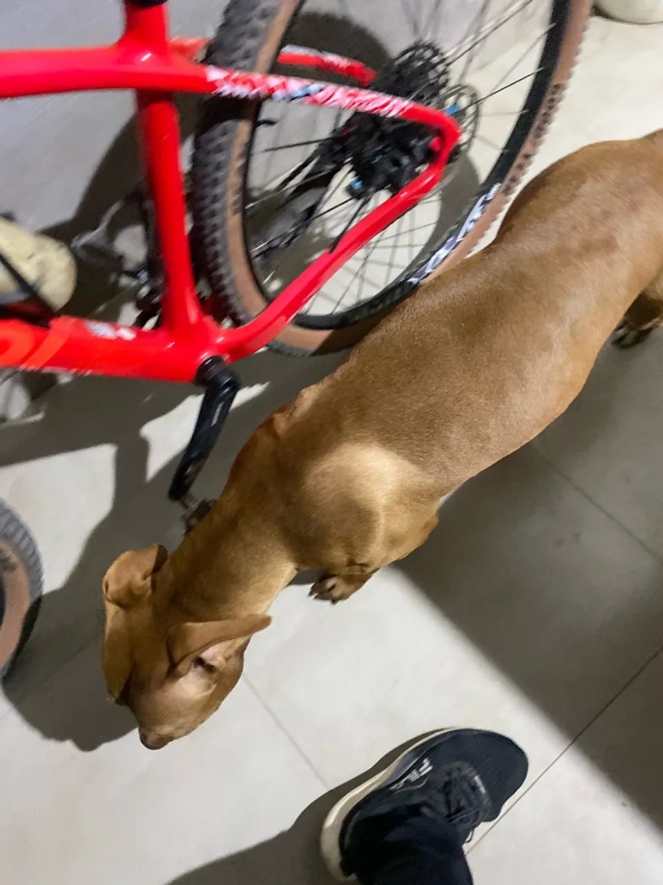 Pitibull para doação  - Foto 5