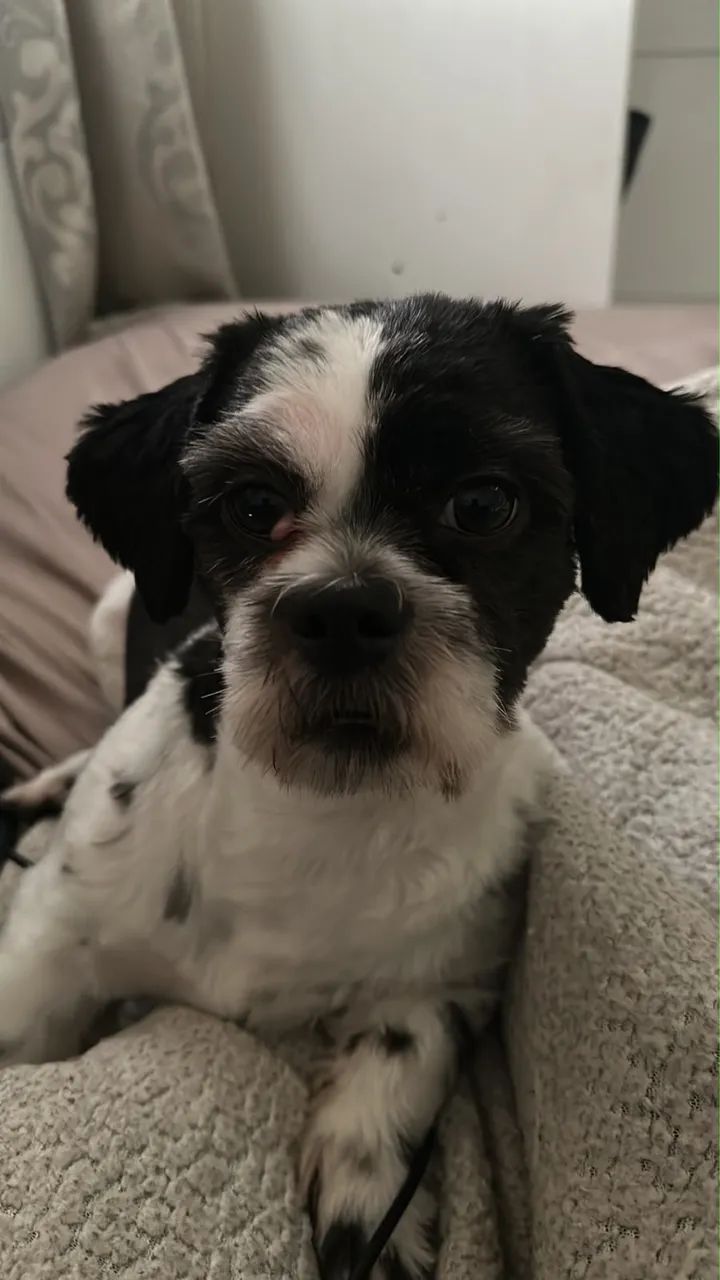 Doaçao shitzu - Foto 3