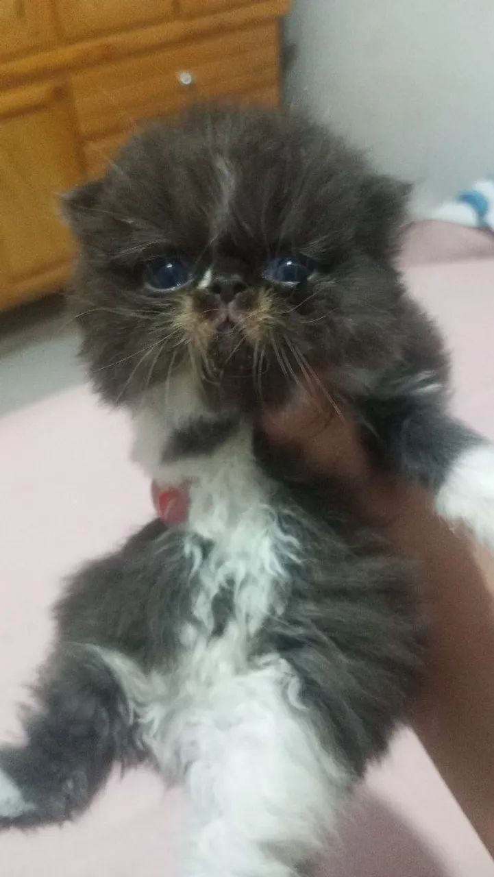 Vendo gatos persa - Foto 4