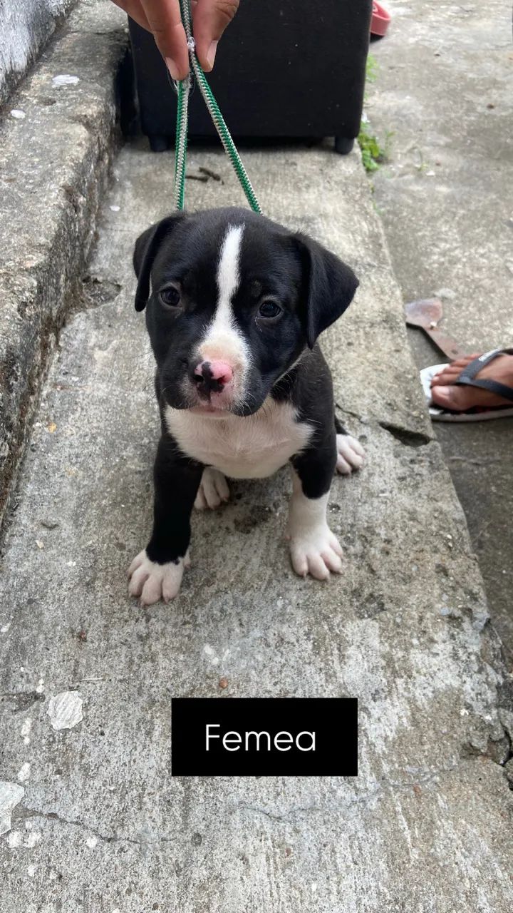 Filhote de pitbull  - Foto 2