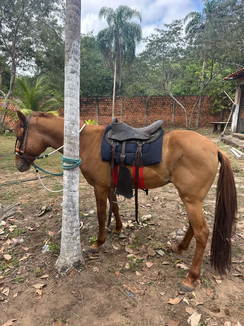 Cavalo  - Foto 2