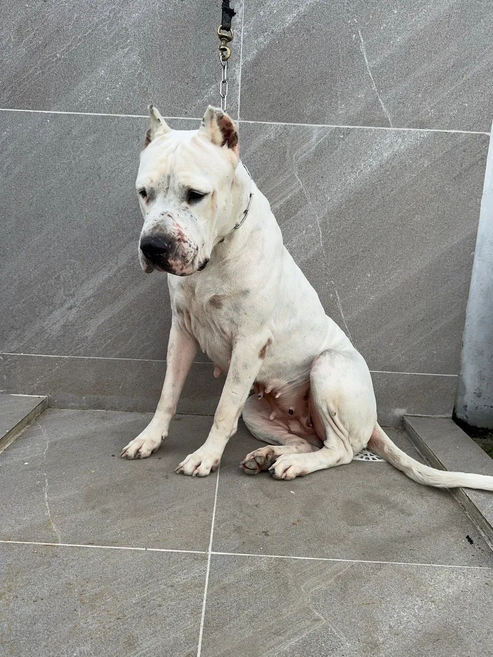 MATRIZ DOGO ARGENTINO  - Foto 2