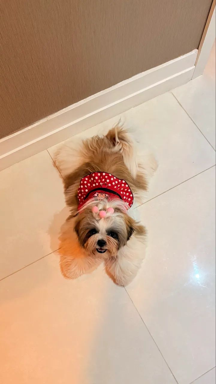 Cachorra raça Shihtzu  - Foto 3