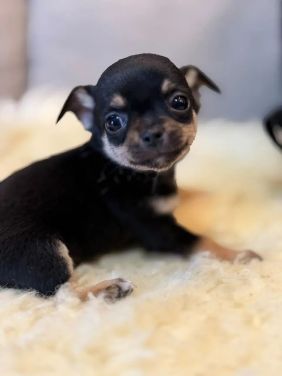 Cachorro  - Foto 2