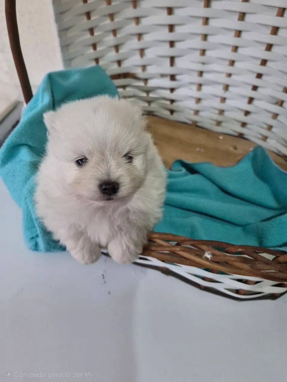 Lulu da Pomerânia! - Foto 2