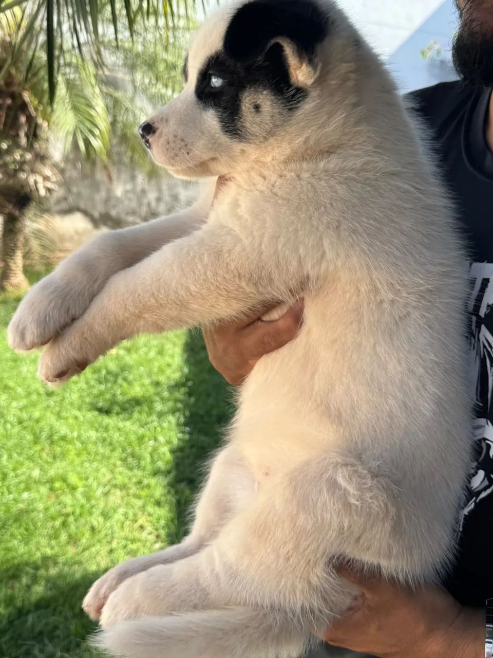 Husky siberiano legítimo  - Foto 4