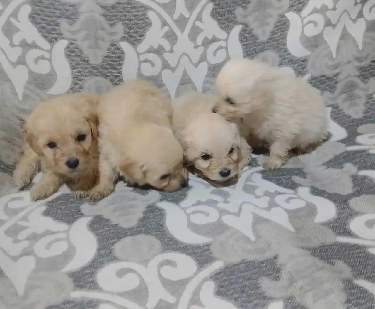 Filhotes de poodle  - Foto 3