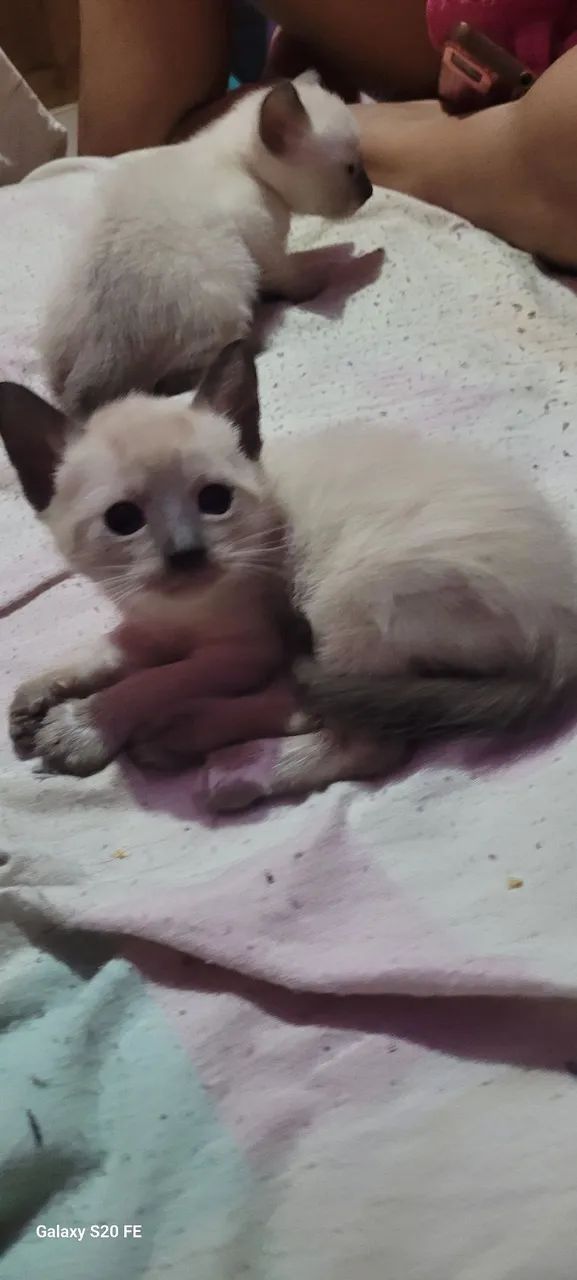 Gato macho 