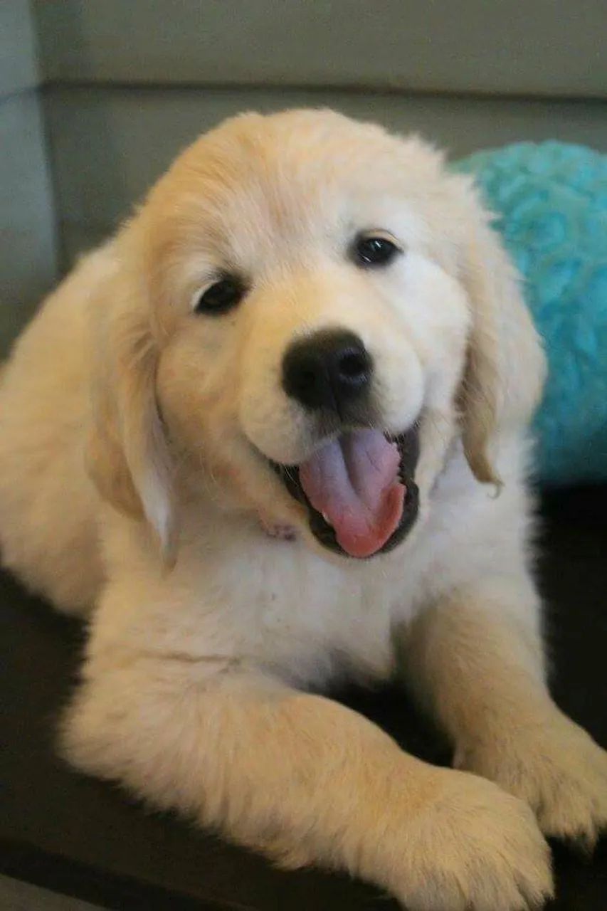 Golden retriever dourado e lindos - Foto 2
