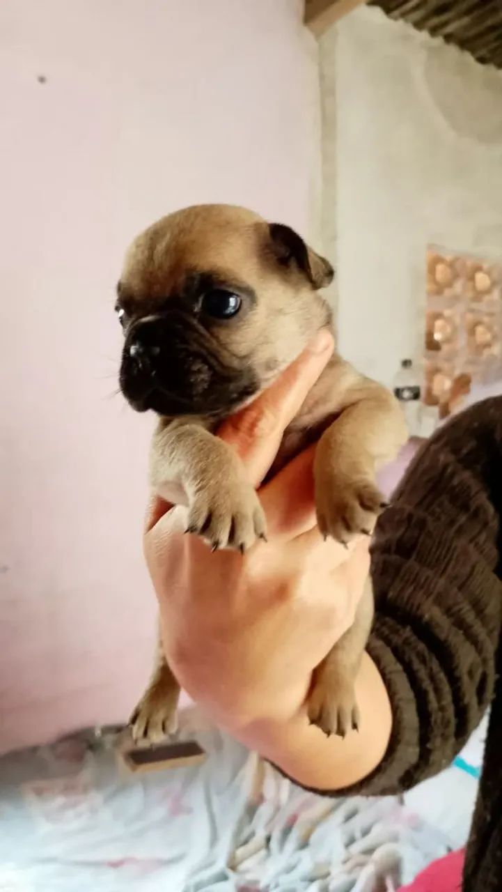 Vendo 21 dias 