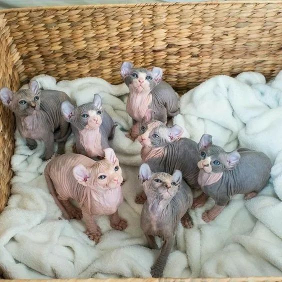 Sphynx Machos e Femeas