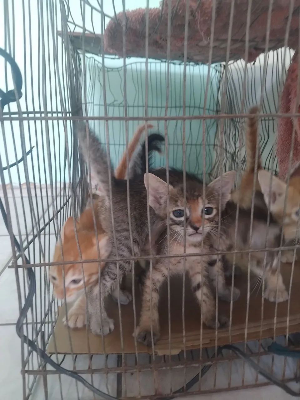 Gatos - Foto 4