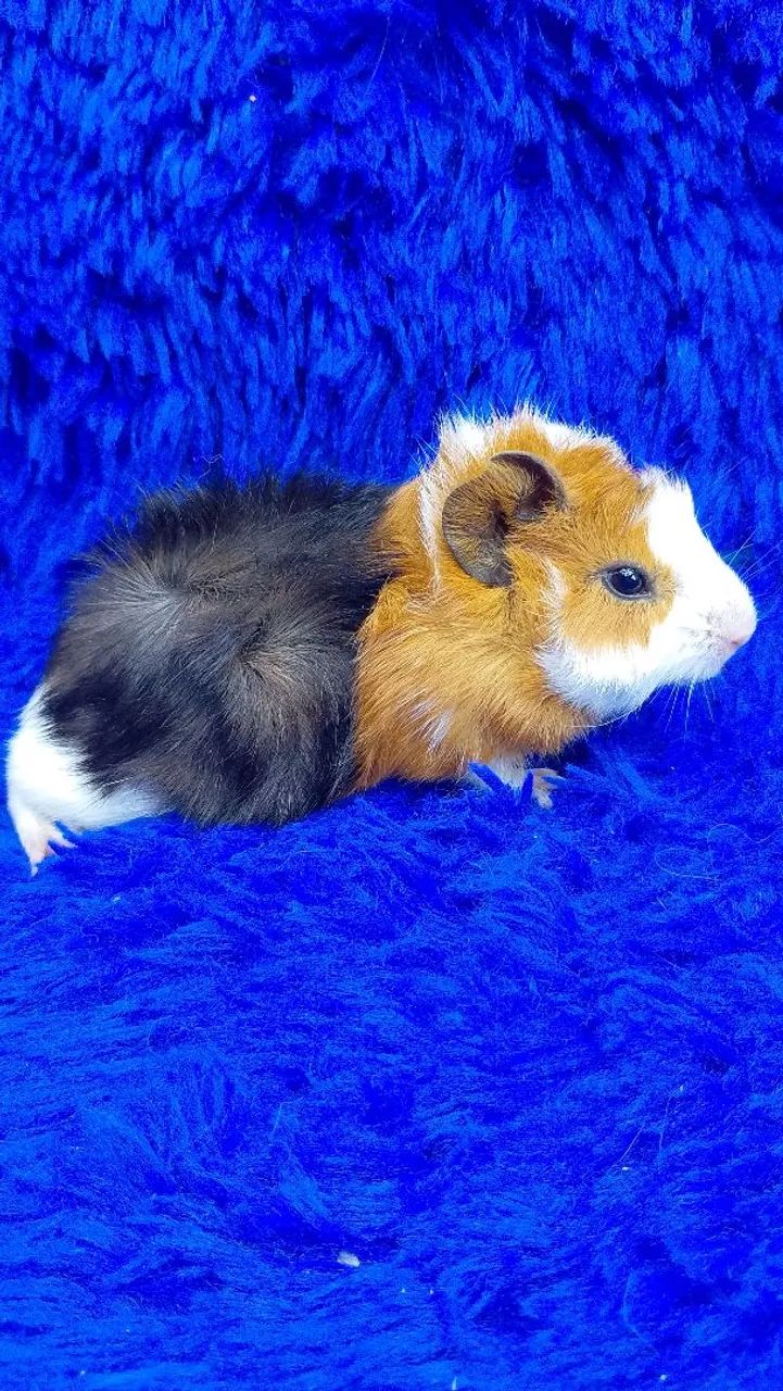 Porquinho da índia abssinio 