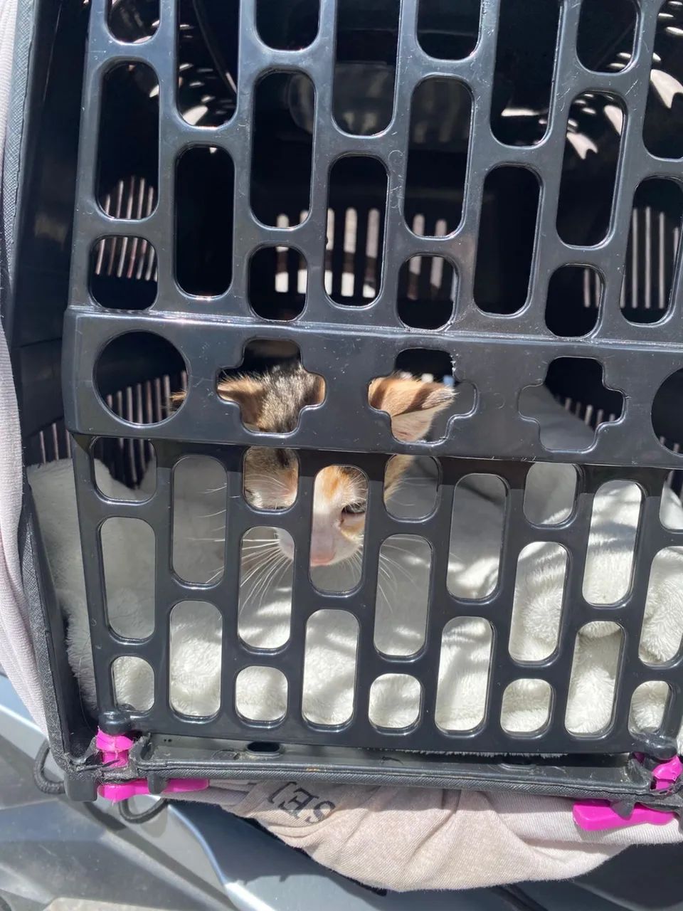 TRANSPORTE PET ? - Foto 6