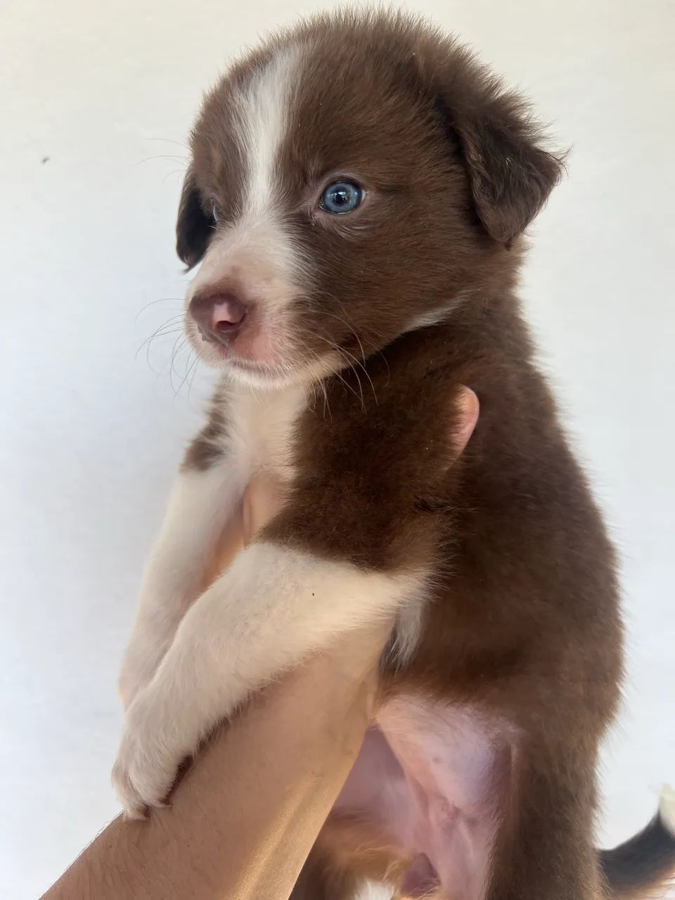 Filhotes Boder Collie - Foto 4