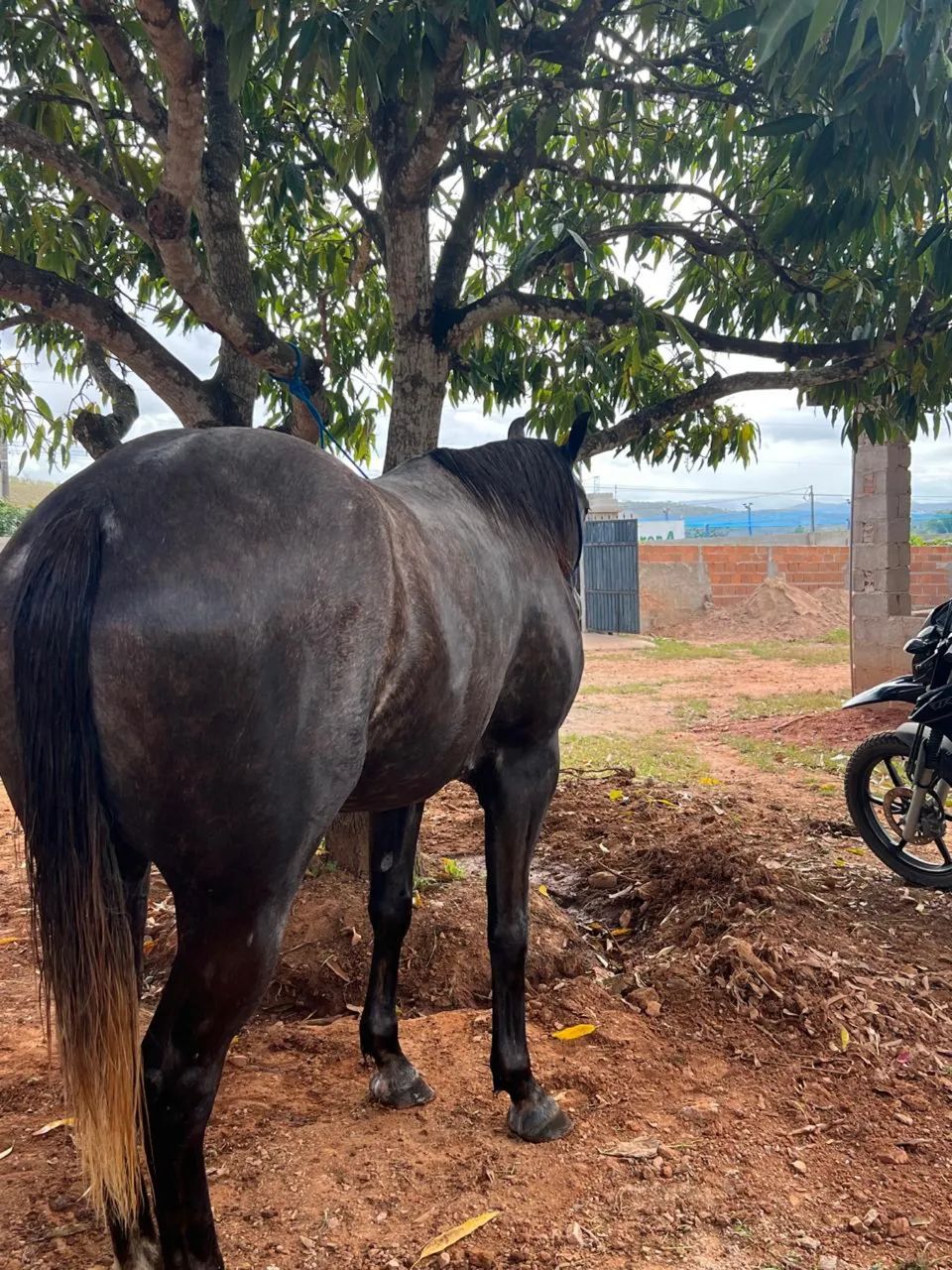 Potra QM com 3 anos  - Foto 4
