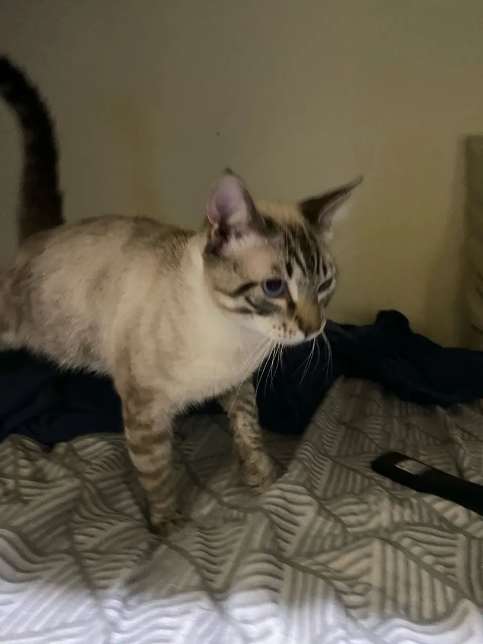 Doa-se gato siamês  - Foto 4