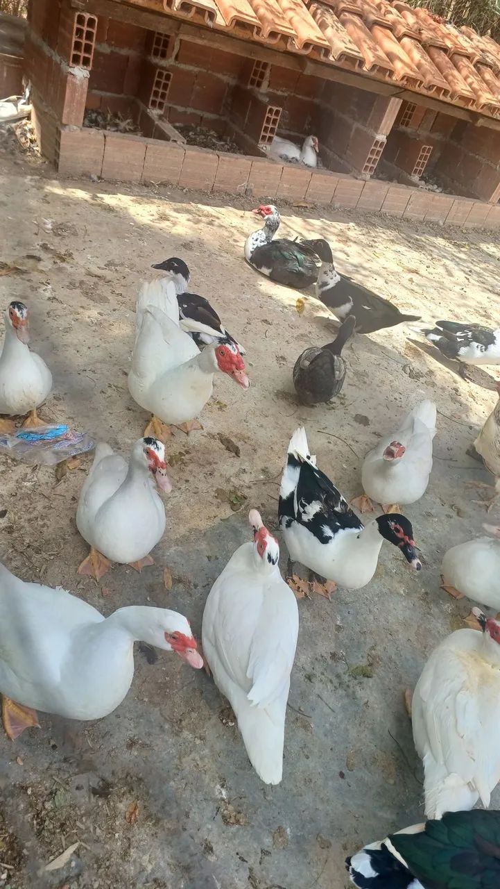 Pato Caipira - Foto 2