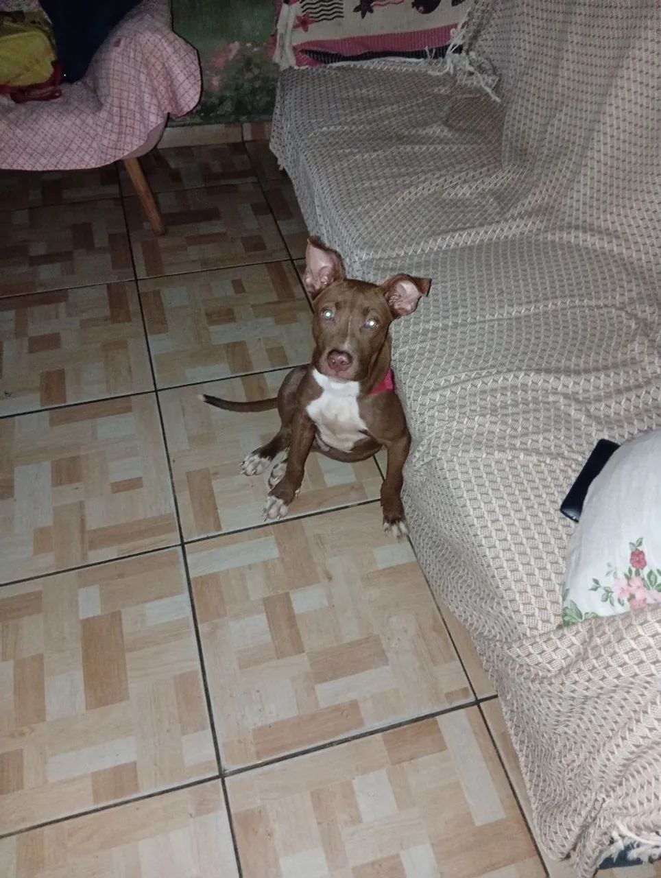 Cachorro  - Foto 2