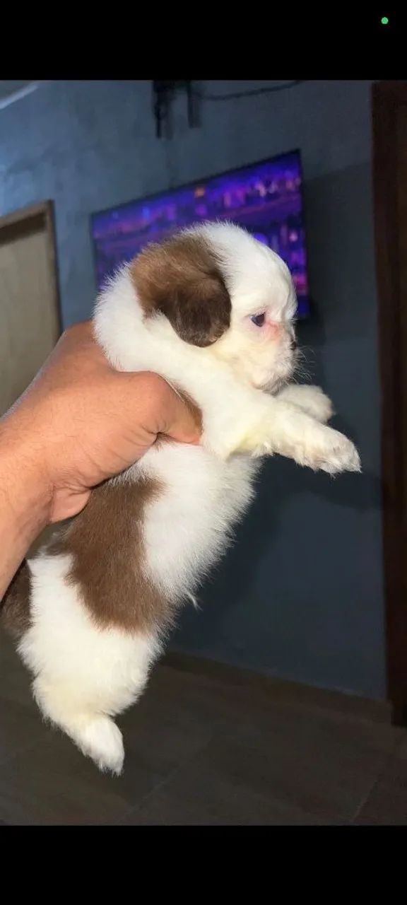 Shihtzu machinho