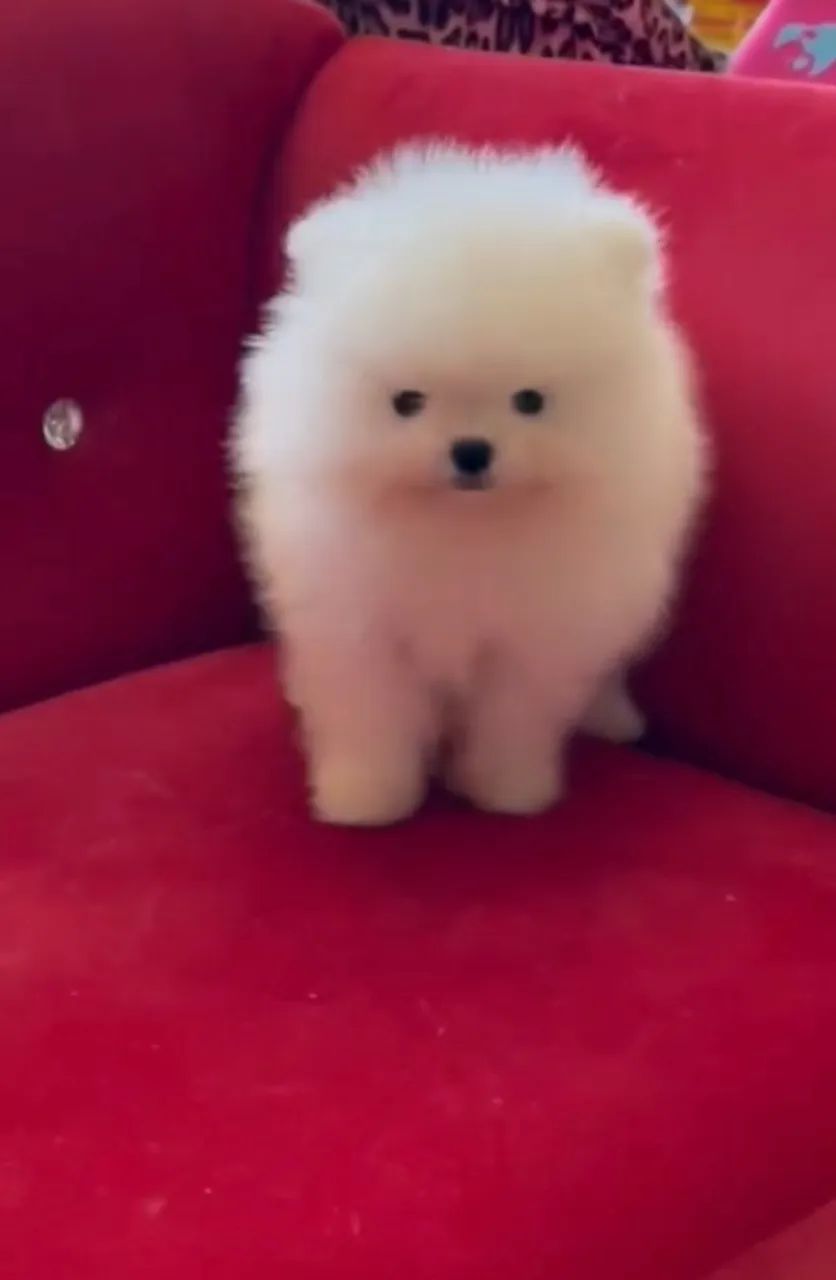 Cachorro - Foto 3