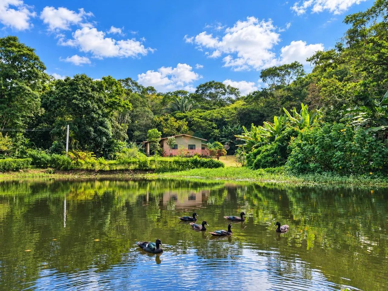 Sítio de 12,5 ha, com casa sede e casa de funcionários, com lago perene e muitas - Foto 3